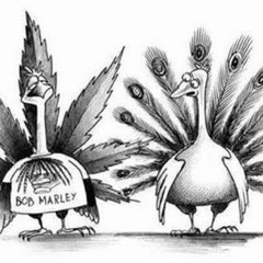 Mattias van Vaerenbergh