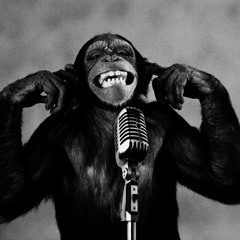 Cool Monkey's