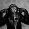 Cool Monkey's