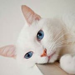 Kitiyapon Le Pusheen