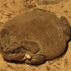 bloated toad