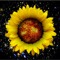 Sunflower_Official