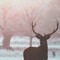 deerstalkers
