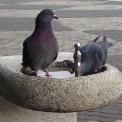 しめじにまいたけ