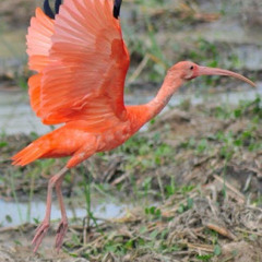 carlostorrentex Torrente