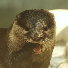 Deaf Monkey Thoughts