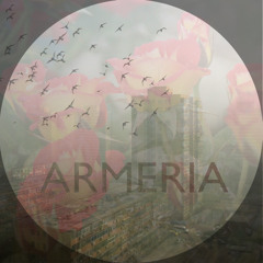 Armeria.