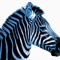 Blue zebra