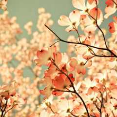 Amal Al