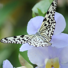 campsis