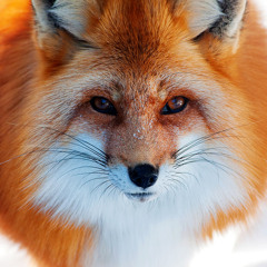 Kex Fuchs