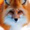 Kex Fuchs