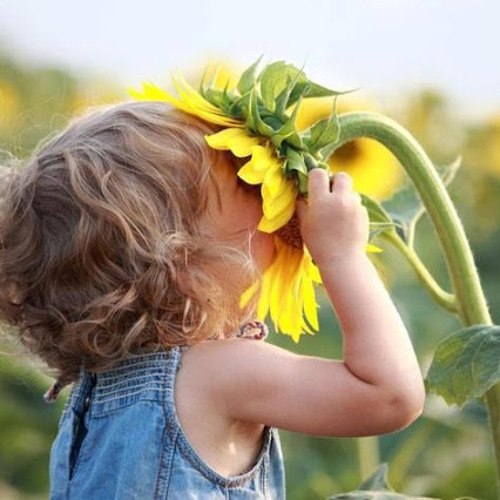 Maharani - Alosi Ripolo Dua (Evolution)