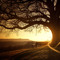 Tree-of-life2
