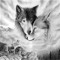 CloakedWolf