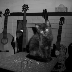 Tommy Tha Cat