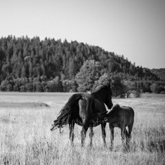 Fed Horses