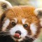 *Critter*