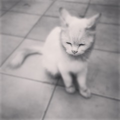 sultanofswing