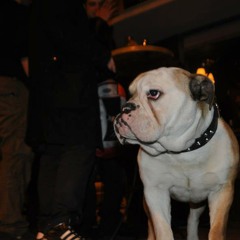 Dragan Vukosavljevic 1