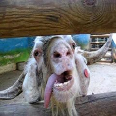 The Goats Must Be Crazy