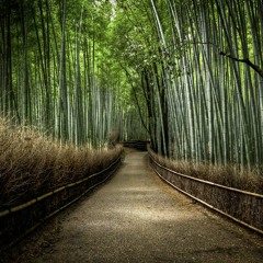 Bamboo Grove