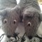 mousepipi