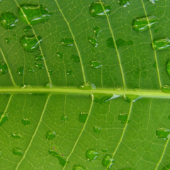 ethica etnica
