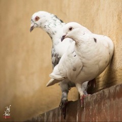 برين