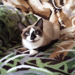 josejalapeno on stick