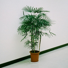 tropicalfrontier