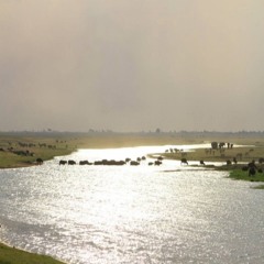 Sarinya Manamuti