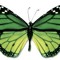papula wien