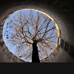 Silotree