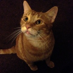 Bambi Marie Lewis-Short