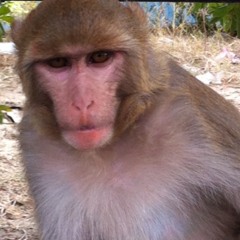 MFmechanicalmannequin