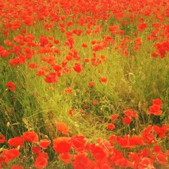 Poppycorn