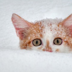 Char Baj Gaye (Lijo Mix) DJ Lijo