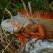Vaxquis Poponuro