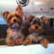 wiltonyorkies