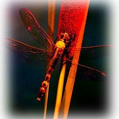 Dragonfly Theory
