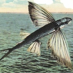 A Flying Fish
