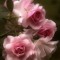Baar Lilac