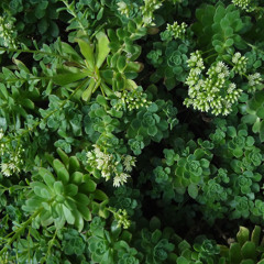 Ross John James Dorkin