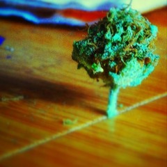 dscham'