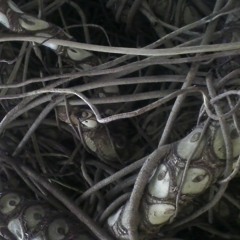 A Canticle For Turing