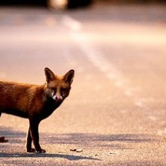 Skanky Urban Fox