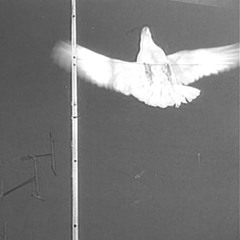 The White Dove
