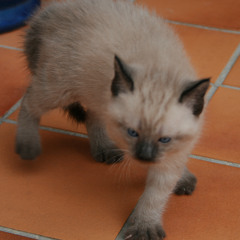 Didier Griffaut Composition'sLab