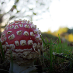 biffboff